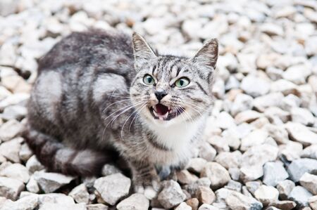 wild predatory cat warns dangerの写真素材