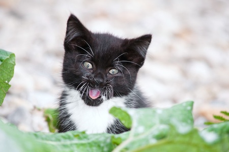 young beautiful wild cat sittingの写真素材