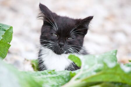 young beautiful wild cat sittingの写真素材
