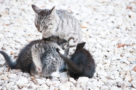 wild cat with a small kitten in the streetの写真素材