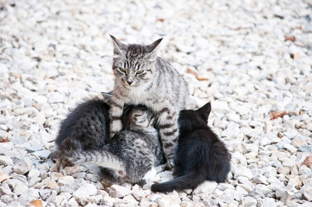 wild cat with a small kitten in the streetの写真素材