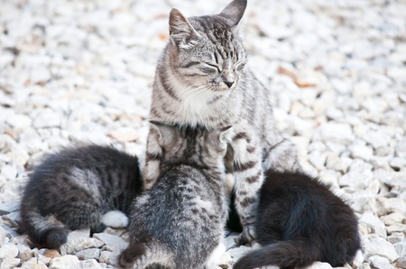 wild cat with a small kitten in the streetの写真素材