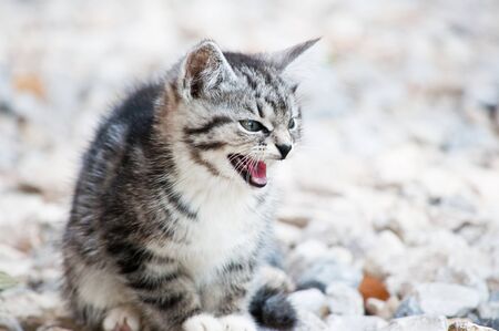 wild predatory cat warns dangerの写真素材