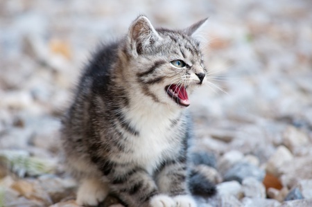 wild predatory cat warns dangerの写真素材