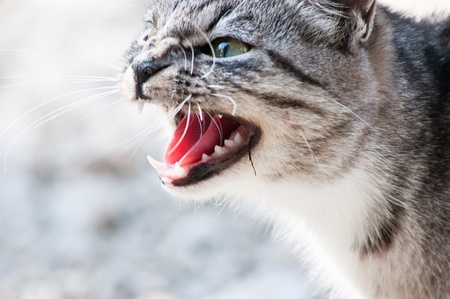 wild predatory cat warns dangerの写真素材