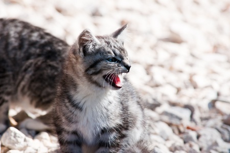 wild predatory cat warns dangerの写真素材