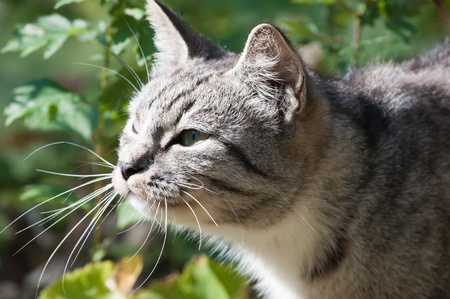 young beautiful wild cat sittingの写真素材