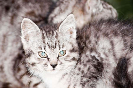 young beautiful wild cat sittingの写真素材