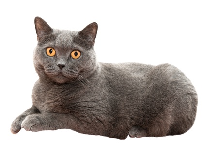 Grey thoroughbred cat on white backgroundの写真素材