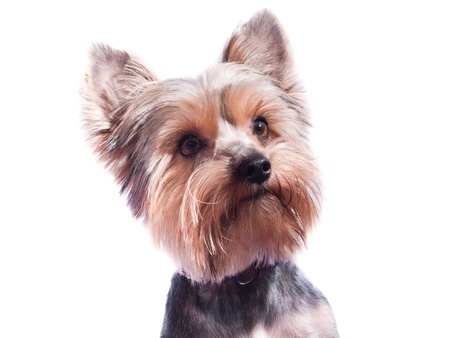 Small puppy yorkshire a terrier curiousの写真素材