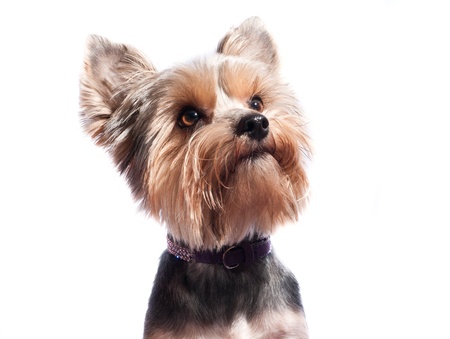 Small puppy yorkshire a terrier curiousの写真素材