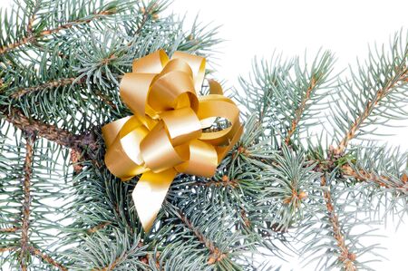 gold bow on a pine branchの写真素材