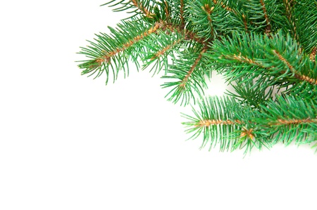 pine branch in the backgroundの写真素材