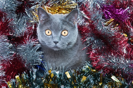 The British cat lies in a tinsel with Christmas toysの写真素材