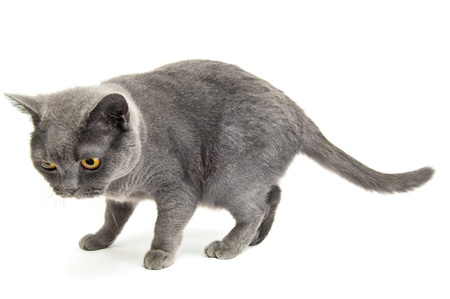 Grey thoroughbred cat on white backgroundの写真素材