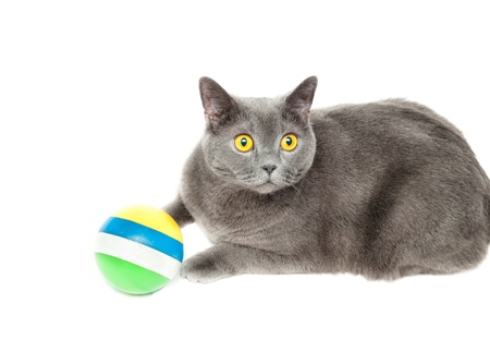 Grey thoroughbred cat on white backgroundの写真素材