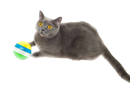 Grey thoroughbred cat on white backgroundの写真素材