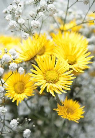 bouquet of yellow chrysanthemums on the backgroundの写真素材