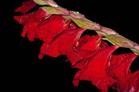 gladiolus flower with dew drops on a black backgroundの写真素材