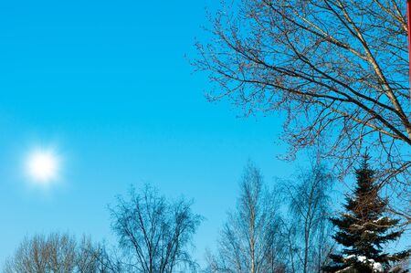 trees in winter against the blue skyの写真素材
