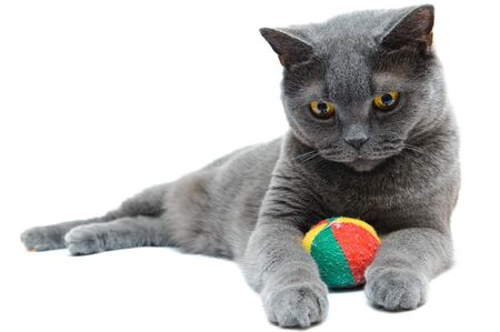 Grey thoroughbred cat on white backgroundの写真素材
