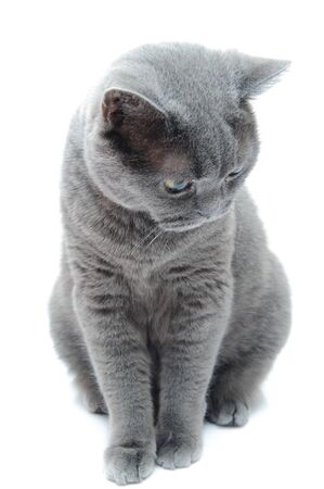 Grey thoroughbred cat on white backgroundの写真素材
