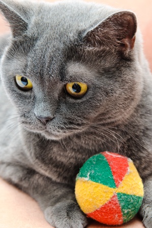Grey thoroughbred cat on white backgroundの写真素材