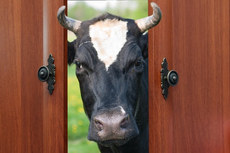 the cowの写真素材