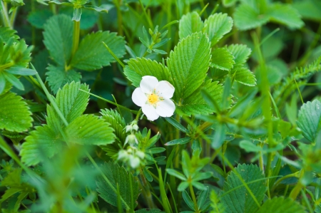 small white flowers in the meadow strawberryの写真素材