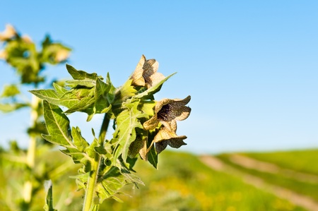 wild-growing poisonous herb Hyoscyamusの写真素材
