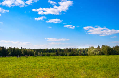 grassland landscape with the sky in the spring, sunny dayの写真素材