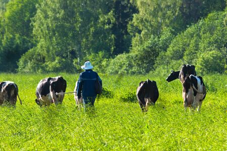 cow grazes on green meadowの写真素材