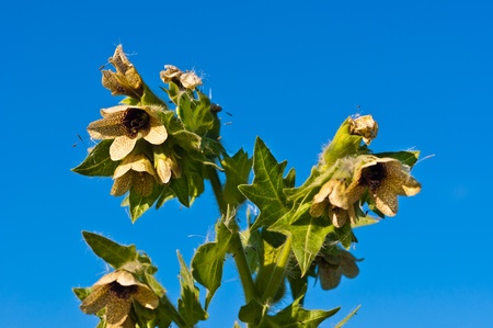 wild-growing poisonous herb Hyoscyamusの写真素材