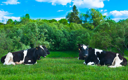 cow grazes on green meadowの写真素材