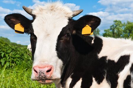 cow grazes on green meadowの写真素材