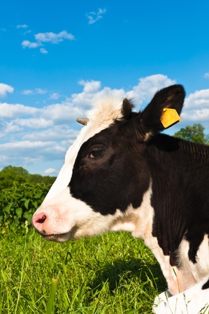 cow grazes on green meadowの写真素材