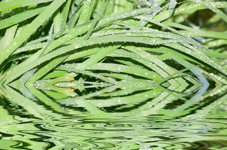 dew drops on a green leaf, plantの写真素材