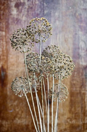 dry onion plants flower on a backgroundの写真素材