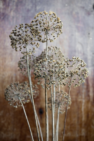 dry onion plants flower on a backgroundの写真素材