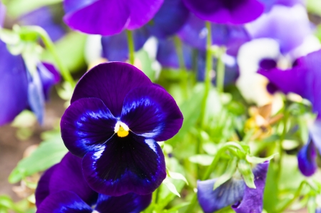 Beautiful bouquet of gentle colors Petunia の写真素材