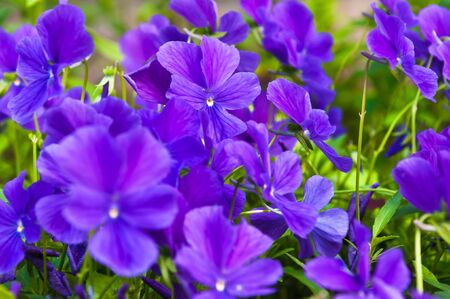 Beautiful bouquet of gentle colors Petunia の写真素材
