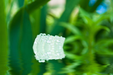 dew drops on a green leaf, plant