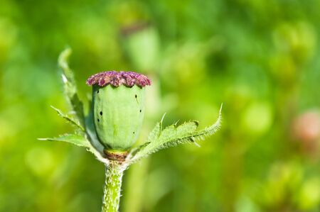 green box with the seeds of poppy in the meadowの写真素材