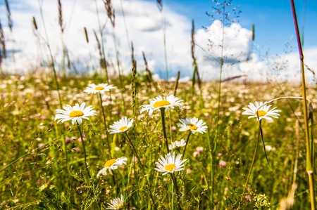 daisy in the meadow against the blue skyの写真素材