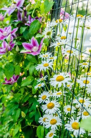 bush blooming klimatis in the sky の写真素材