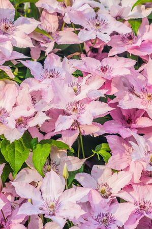 bush blooming klimatis in the sky の写真素材