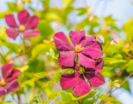 bush blooming klimatis in the sky の写真素材