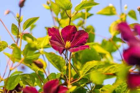 bush blooming klimatis in the sky の写真素材