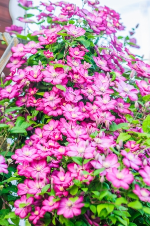 bush blooming klimatis in the sky の写真素材