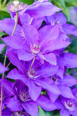 bush blooming klimatis in the sky の写真素材
